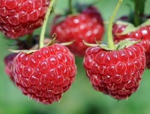 willamette malna